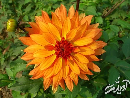 گل یاس، گل سرخ دسته گل عروس, گل زیبا